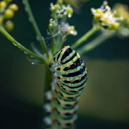 A képen egy fecskefarkú lepke (Papilio machaon) hernyója látható, közismert nevén királylepke hernyó. Ez a faj Magyarországon is gyakori, főként kapor, édeskömény, sárgarépa és petrezselyem növényeken található meg. Fotózta: Dr. Timkó Zsuzsanna (timkodental.hu)